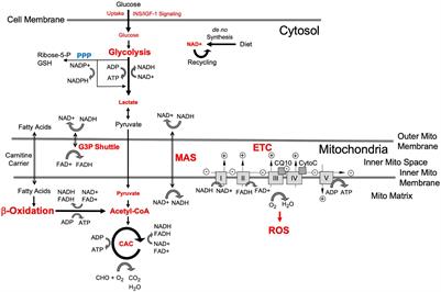 Hypothesis and Theory: Characterizing Abnormalities of Energy Metabolism Using a Cellular Platform as a Personalized Medicine Approach for Alzheimer’s Disease